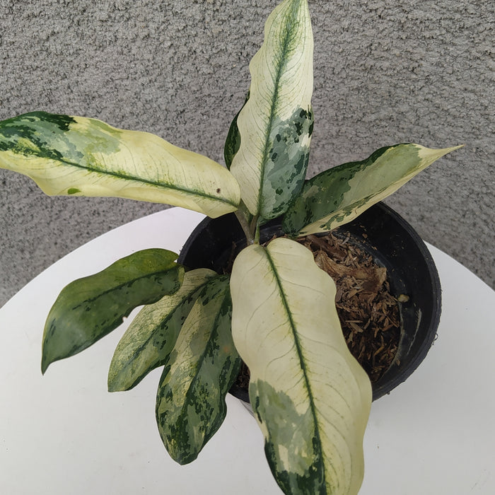 RP064 Aglaonema Comutatum Variegated (BGR)