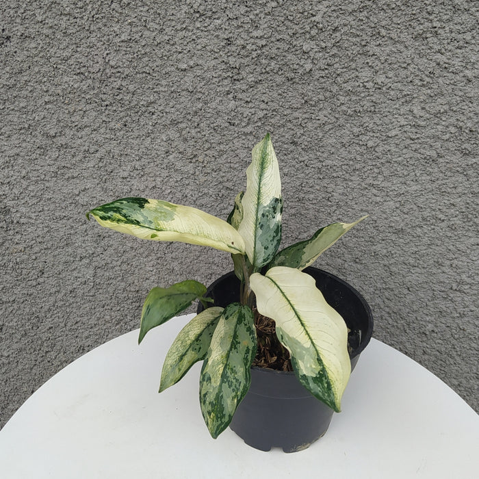 RP064 Aglaonema Comutatum Variegated (BGR)