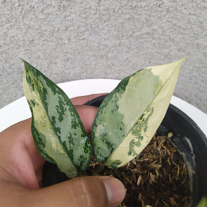 RP064 Aglaonema Comutatum Variegated (BGR)