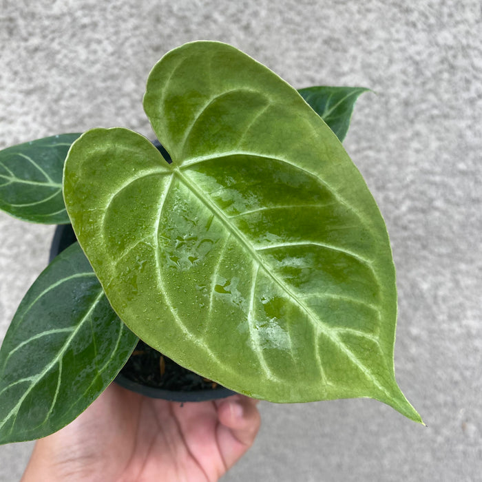 Anthurium Crystallinum x Magnificum (Exact Plant - NOV39)