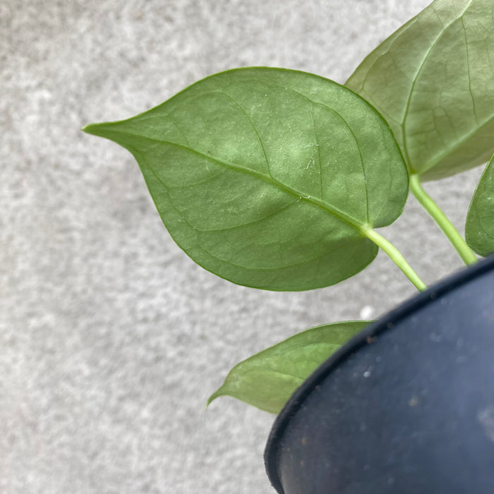 Anthurium Crystallinum x Magnificum (Exact Plant - NOV39)