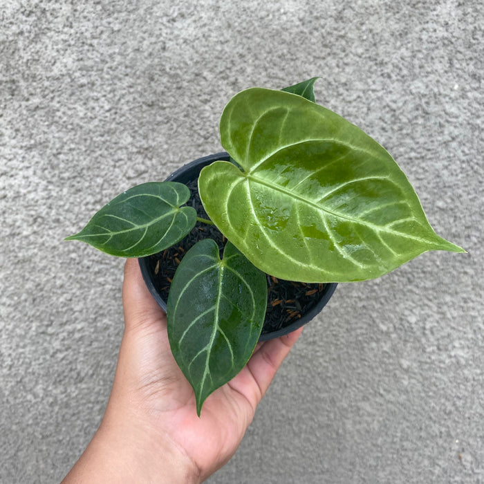 Anthurium Crystallinum x Magnificum (Exact Plant - NOV39)