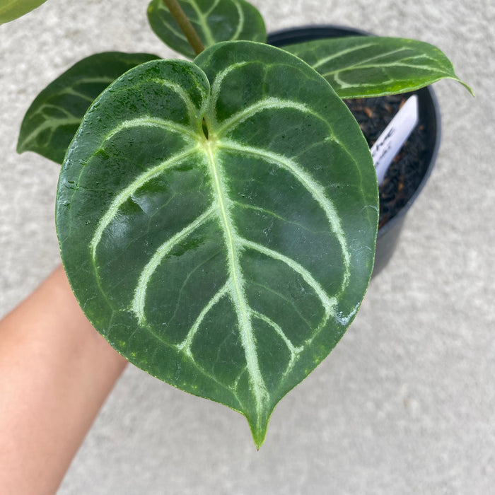 Anthurium Dorayaki (Exact Plant - NOV38)