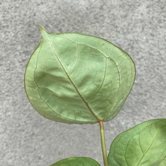 Anthurium Dorayaki (Exact Plant - NOV38)