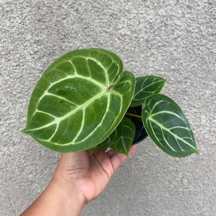 Anthurium Dorayaki (Exact Plant - NOV38)