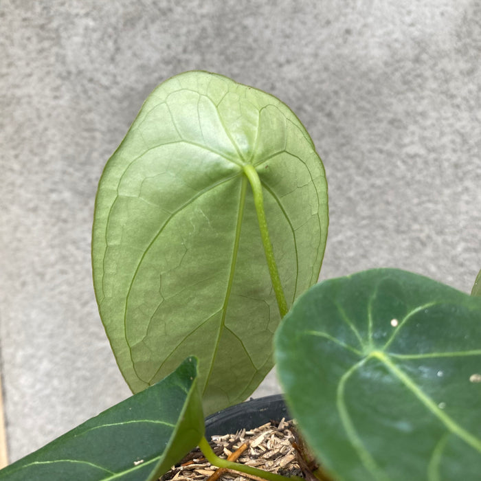 Anthurium Forgetii (Exact Plant - NOV40)