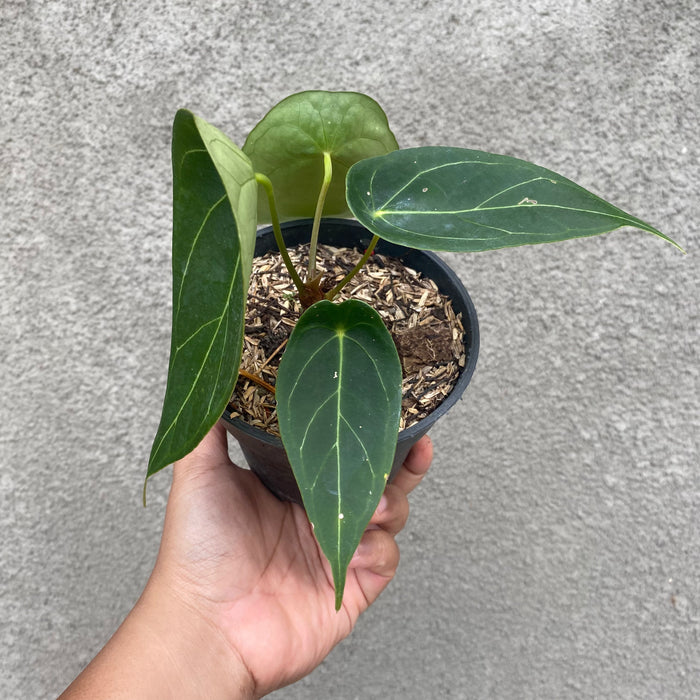 Anthurium Forgetii (Exact Plant - NOV40)