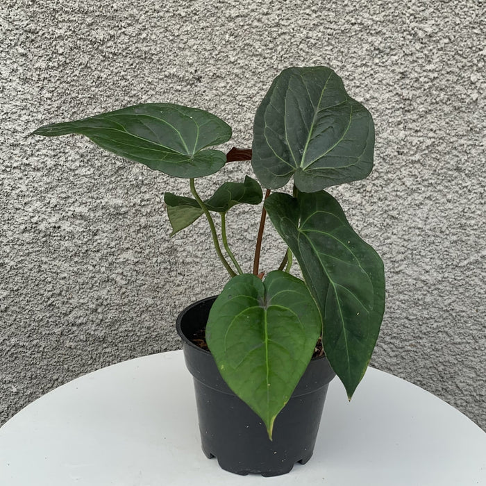 RP040 Anthurium Papillilaminum Legend Seed A (BGR)