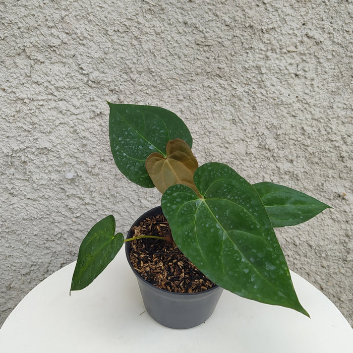 RP066 Anthurium Papillilaminum Legend Seed D (BGR)