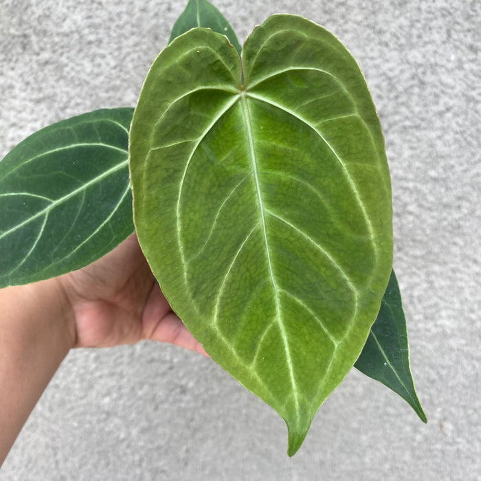 Anthurium Papillilaminum Legend Seedling (Exact Plant - NOV45)