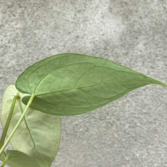 Anthurium Papillilaminum Legend Seedling (Exact Plant - NOV45)