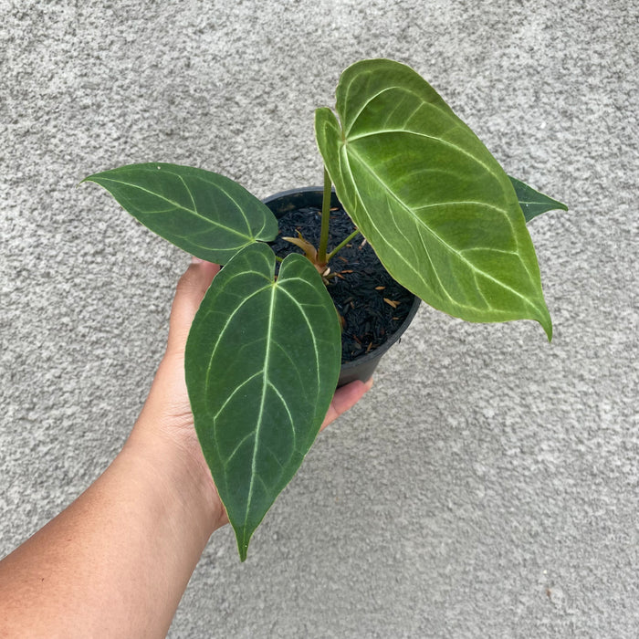 Anthurium Papillilaminum Legend Seedling (Exact Plant - NOV45)