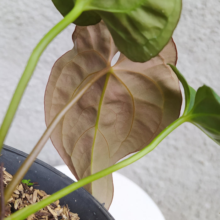 RP025AA-01 Anthurium Papillilaminum Mutation