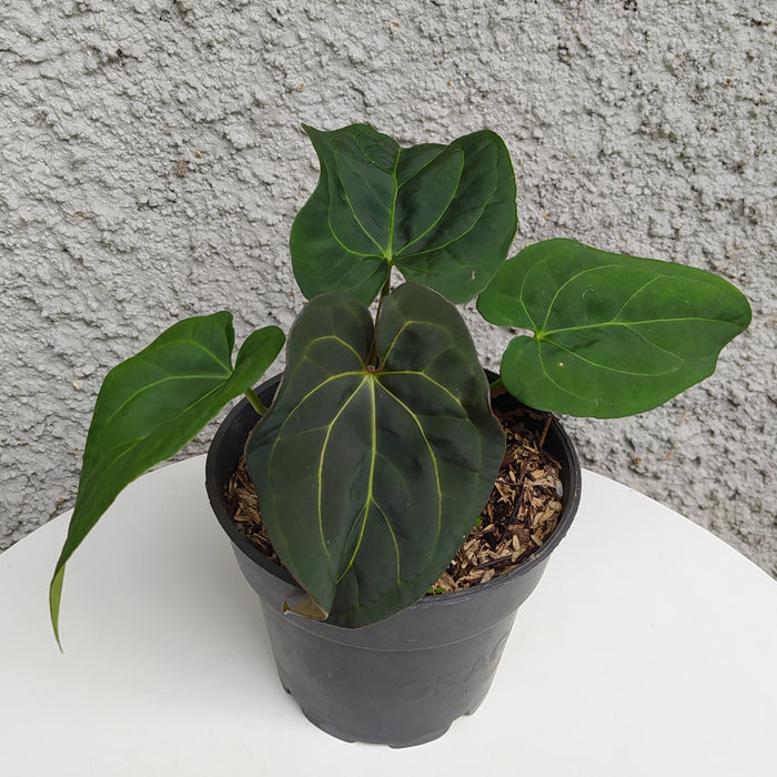 RP025AA-01 Anthurium Papillilaminum Mutation