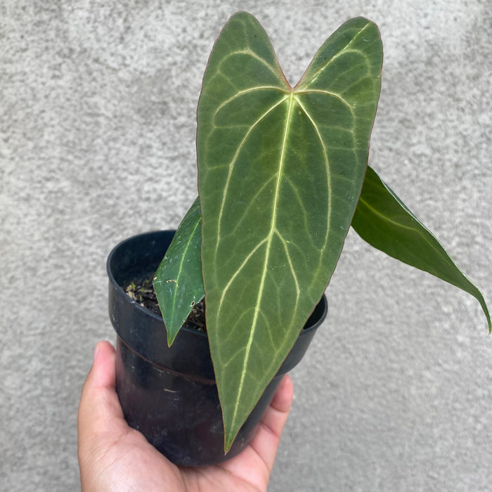 Anthurium Papillilaminum Narrow (Exact Plant - NOV42)