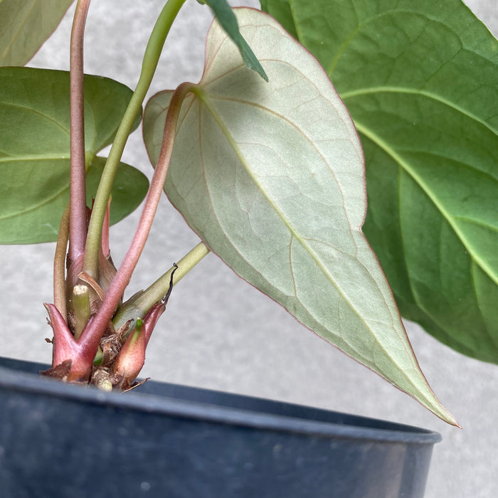 Anthurium Papillilaminum Narrow (Exact Plant - NOV42)