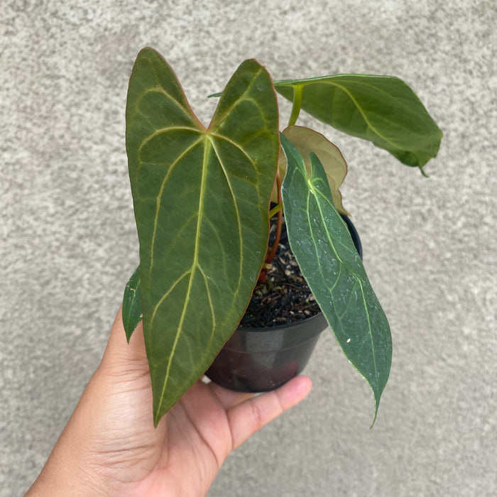 Anthurium Papillilaminum Narrow (Exact Plant - NOV42)