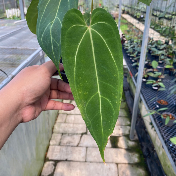 Anthurium Papillilaminum x Crystallinum (Exact Plant - OCT21)