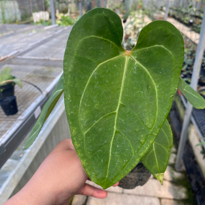 Anthurium Papillilaminum x Crystallinum (Exact Plant - OCT21)