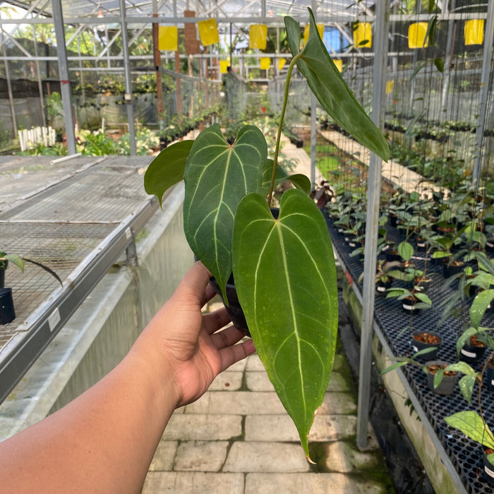 Anthurium Papillilaminum x Crystallinum (Exact Plant - OCT21)