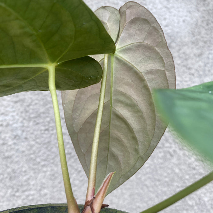 Anthurium Papillilaminum x Hoffmanii (Exact Plant - NOV43)