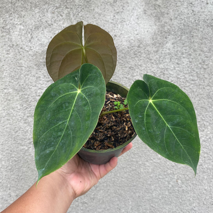 Anthurium Papillilaminum x Hoffmanii (Exact Plant - NOV43)