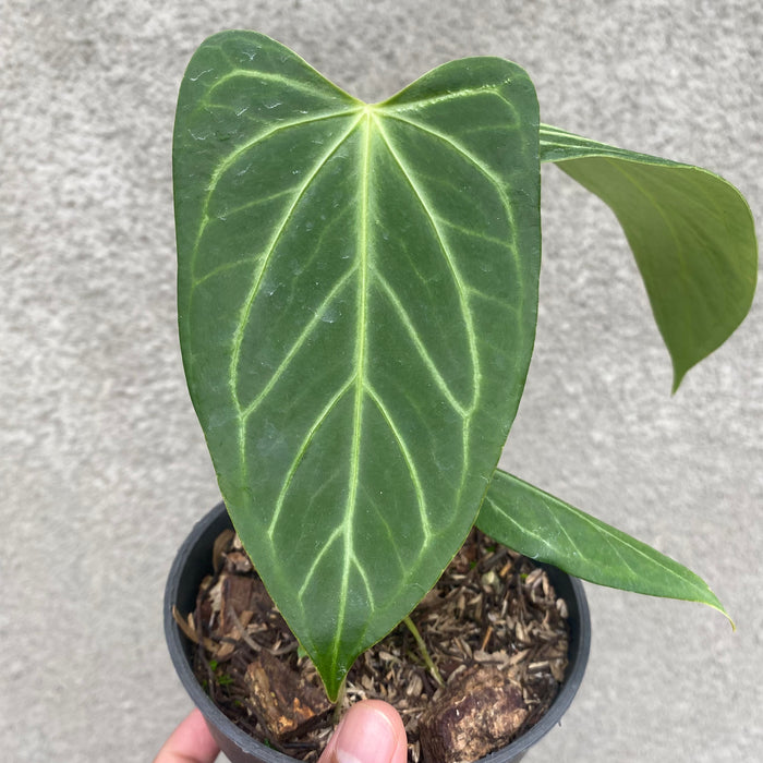 Anthurium Papillilaminum x Red Crystallinum (Exact Plant - NOV41)