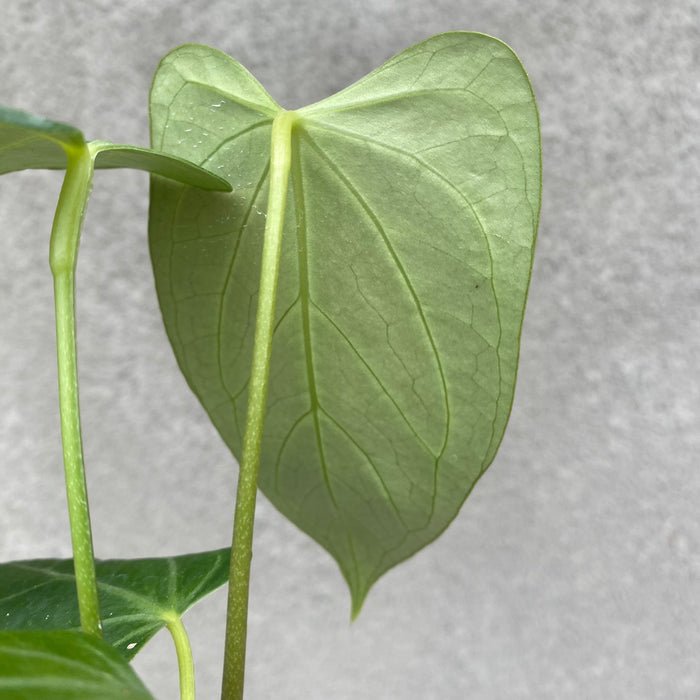 Anthurium Papillilaminum x Red Crystallinum (Exact Plant - NOV41)