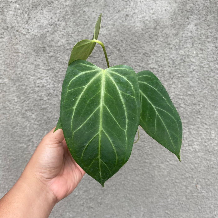 Anthurium Papillilaminum x Red Crystallinum (Exact Plant - NOV41)
