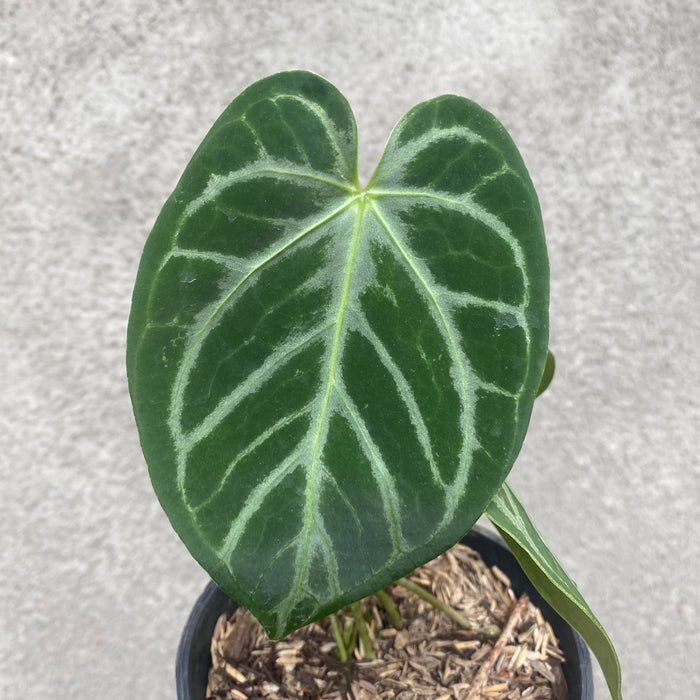 Anthurium Silver Blush x Papillilaminum (Exact Plant - NOV36)