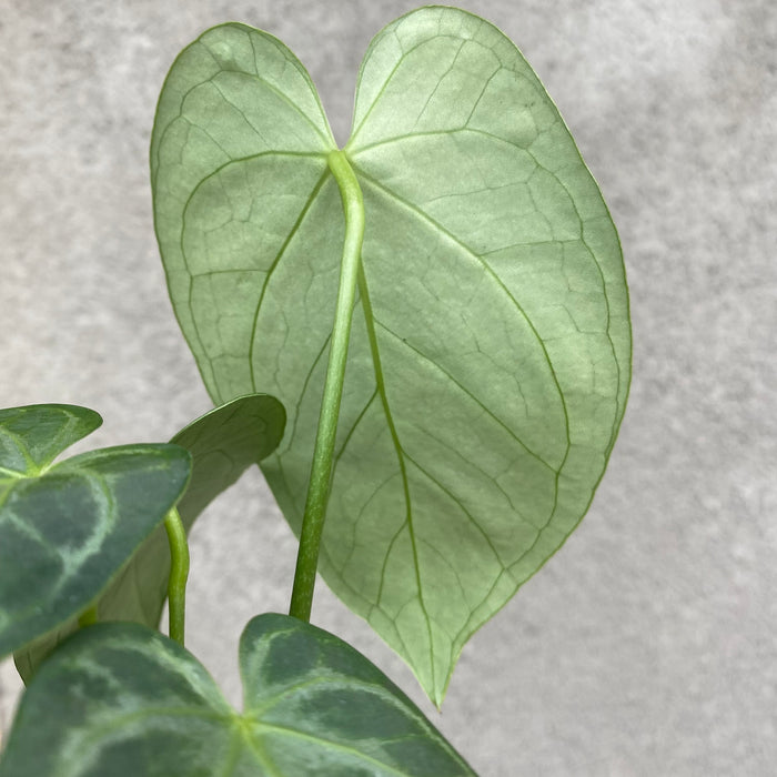 Anthurium Silver Blush x Papillilaminum (Exact Plant - NOV36)