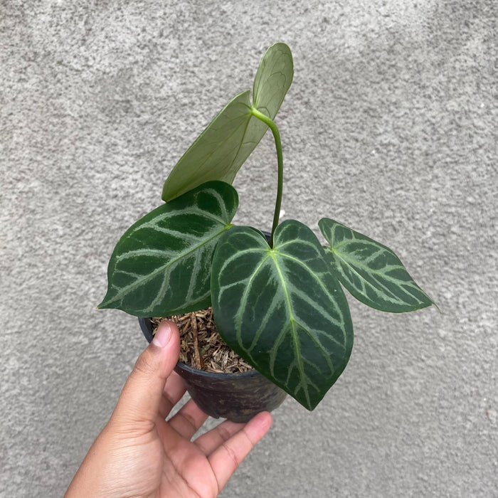 Anthurium Silver Blush x Papillilaminum (Exact Plant - NOV36)
