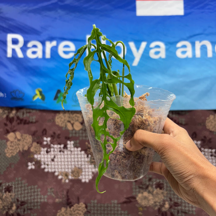 B01015 Monstera Obliqua