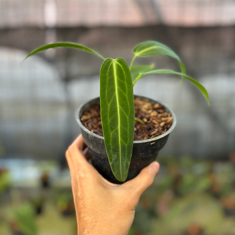 FS70-9 Anthurium Warocqueanum