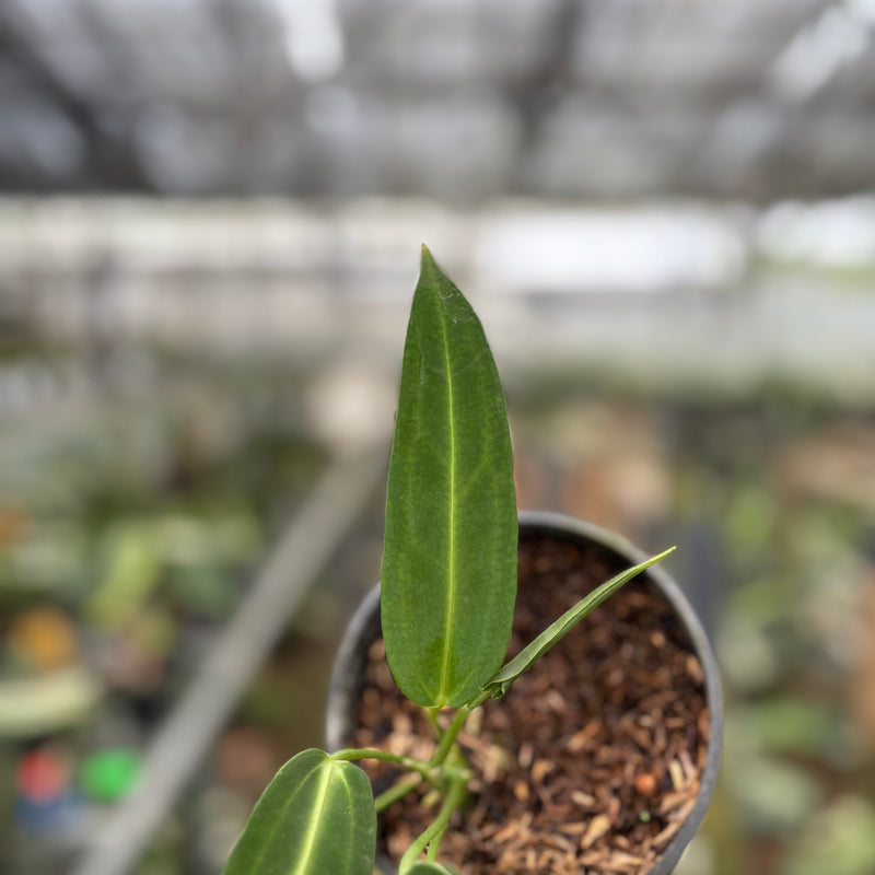 FS62-10	Anthurium Warocqueanum