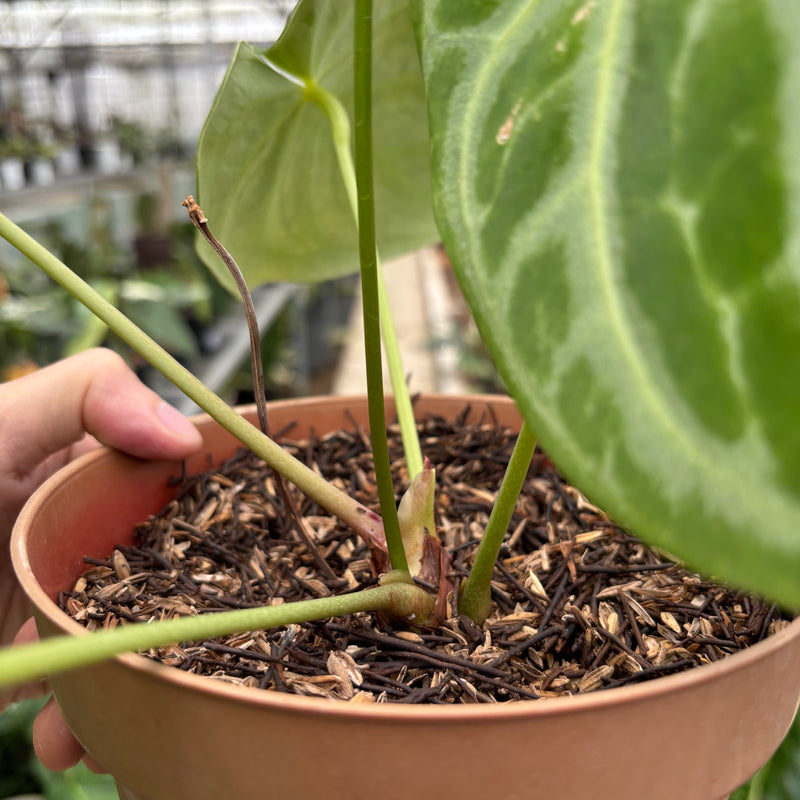 FS60-10	Anthurium Crystallinum x Domino