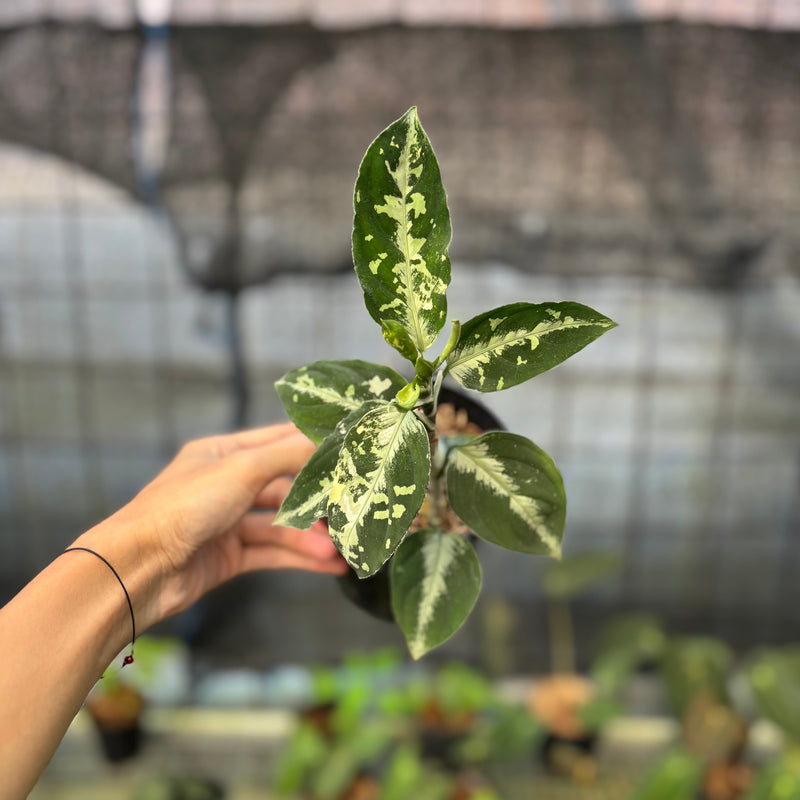 FS47-9 Aglaonema Pictum Beecolor Variegated