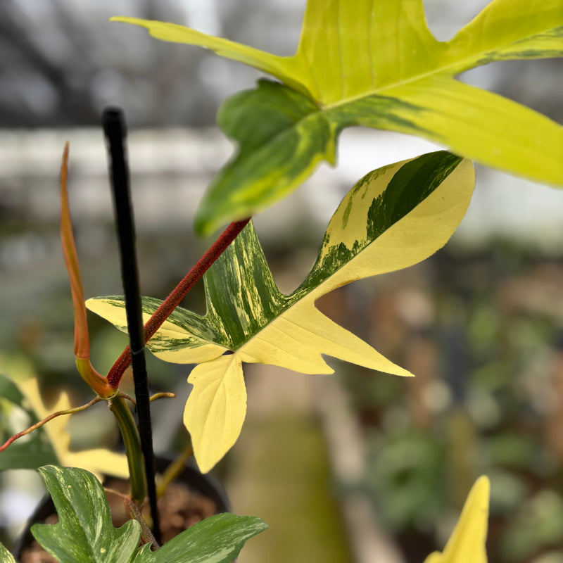 FS59-10	Philodendron Florida Beauty Mature Size