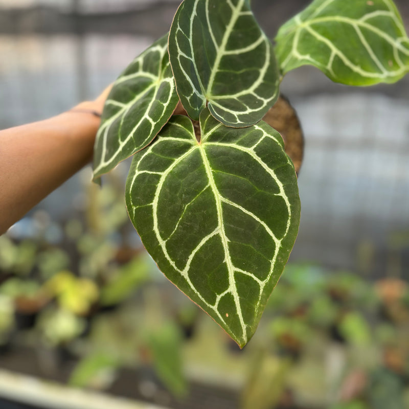 FS60-9 Anthurium Crystallinum Red Stem
