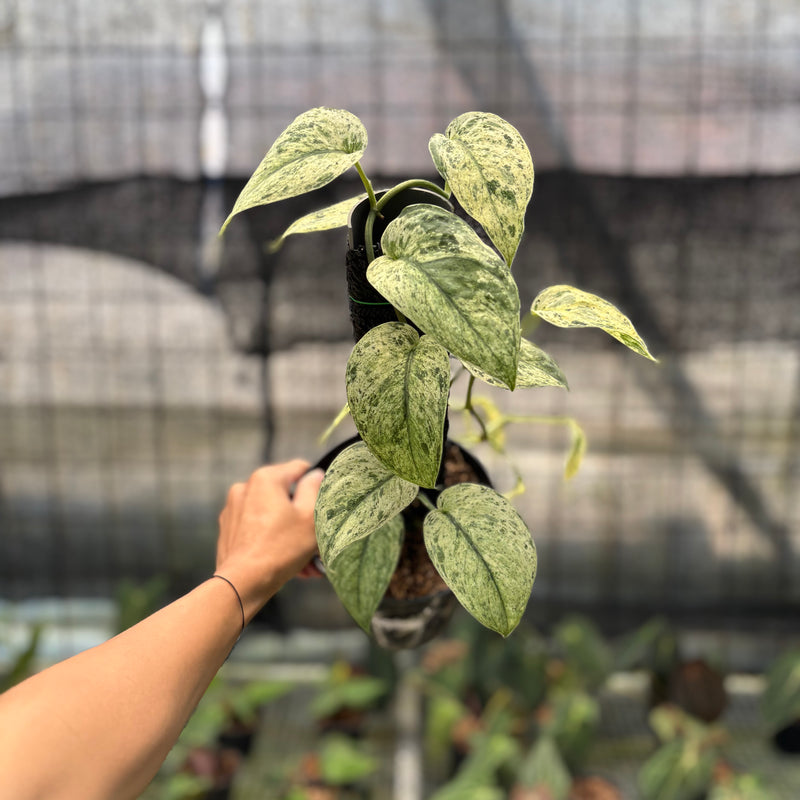 FS68-10	Scindapsus Cream Blue