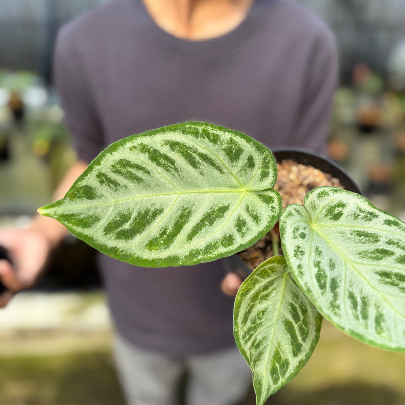 FS50-9 Anthurium Silver Chrome Full Silver (2 pcs)
