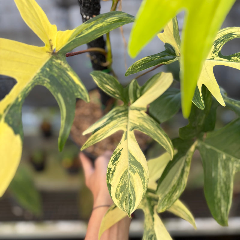 FS72-9 Philodendron Florida Beauty Mature Size