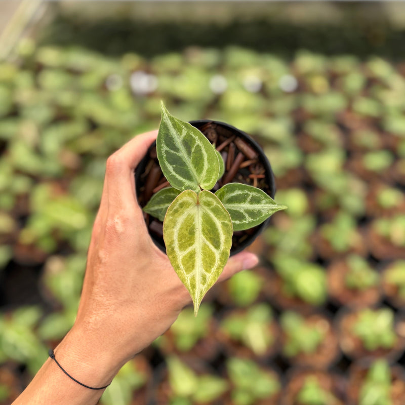 Anthurium Magnificum Verde x Red Tiger