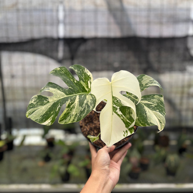 FS47-10	Monstera Albo White Tiger Variegated