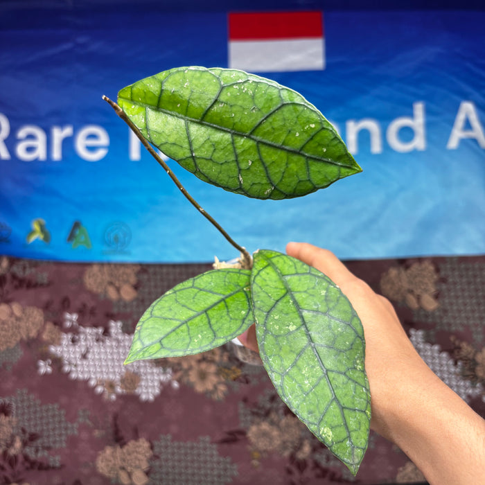 B301 Hoya Clemensiorum Borneo