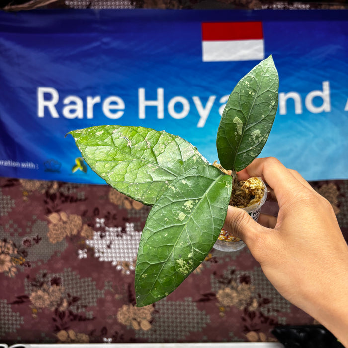 B304 Hoya SP Aceh Obelix