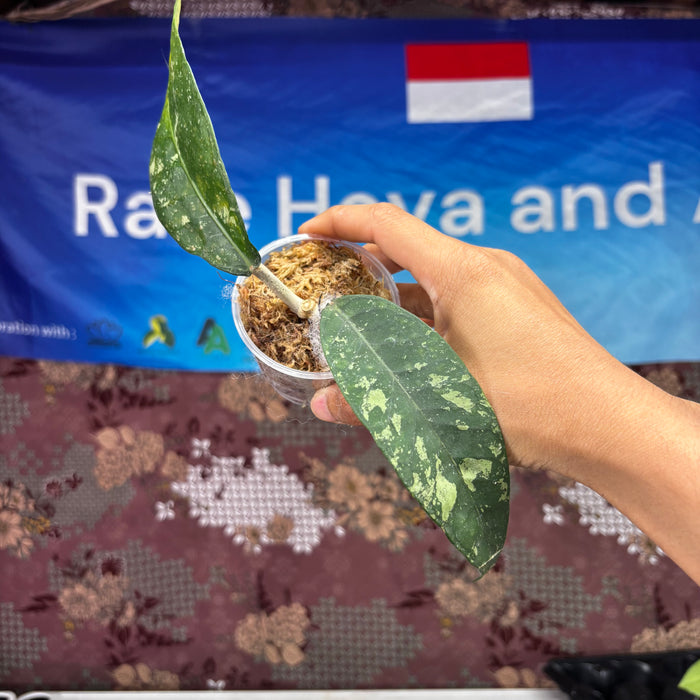 B305 Hoya SP Blangkejeren Splash