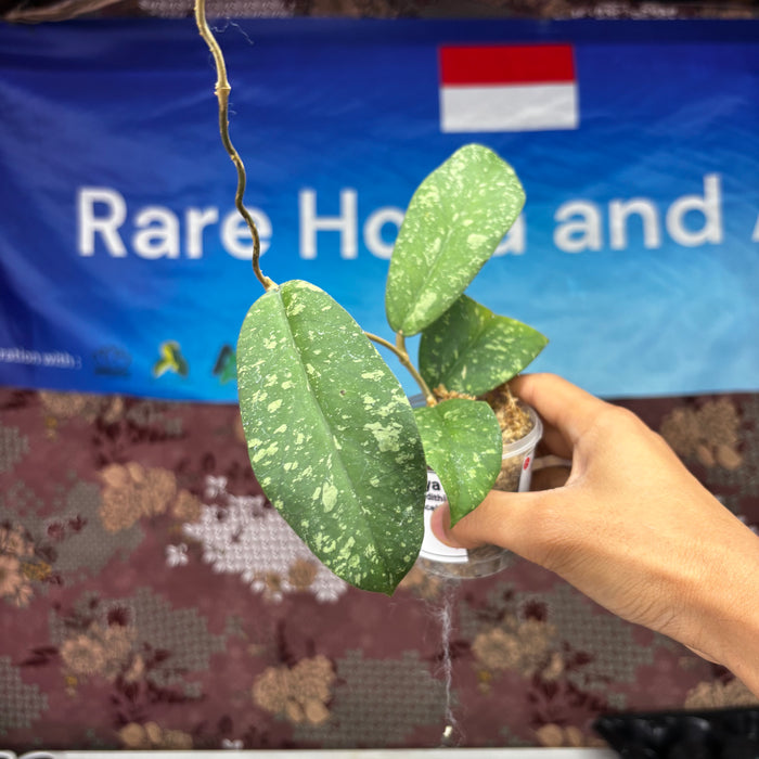 B306 Hoya Meredhiti Sp Aceh Splash
