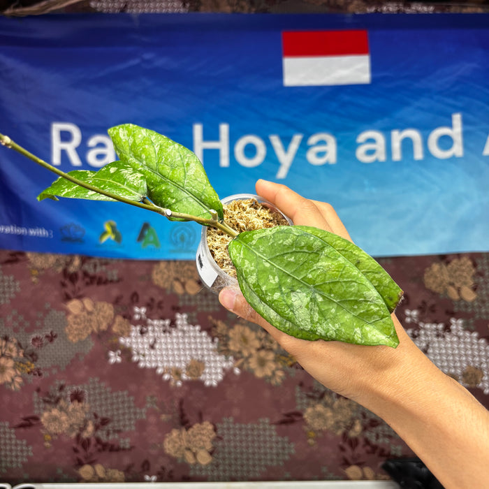 B307 Hoya SP Aceh Gunung Kapi