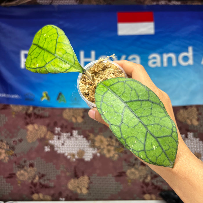 B308 Hoya Clemensiorum Borneo